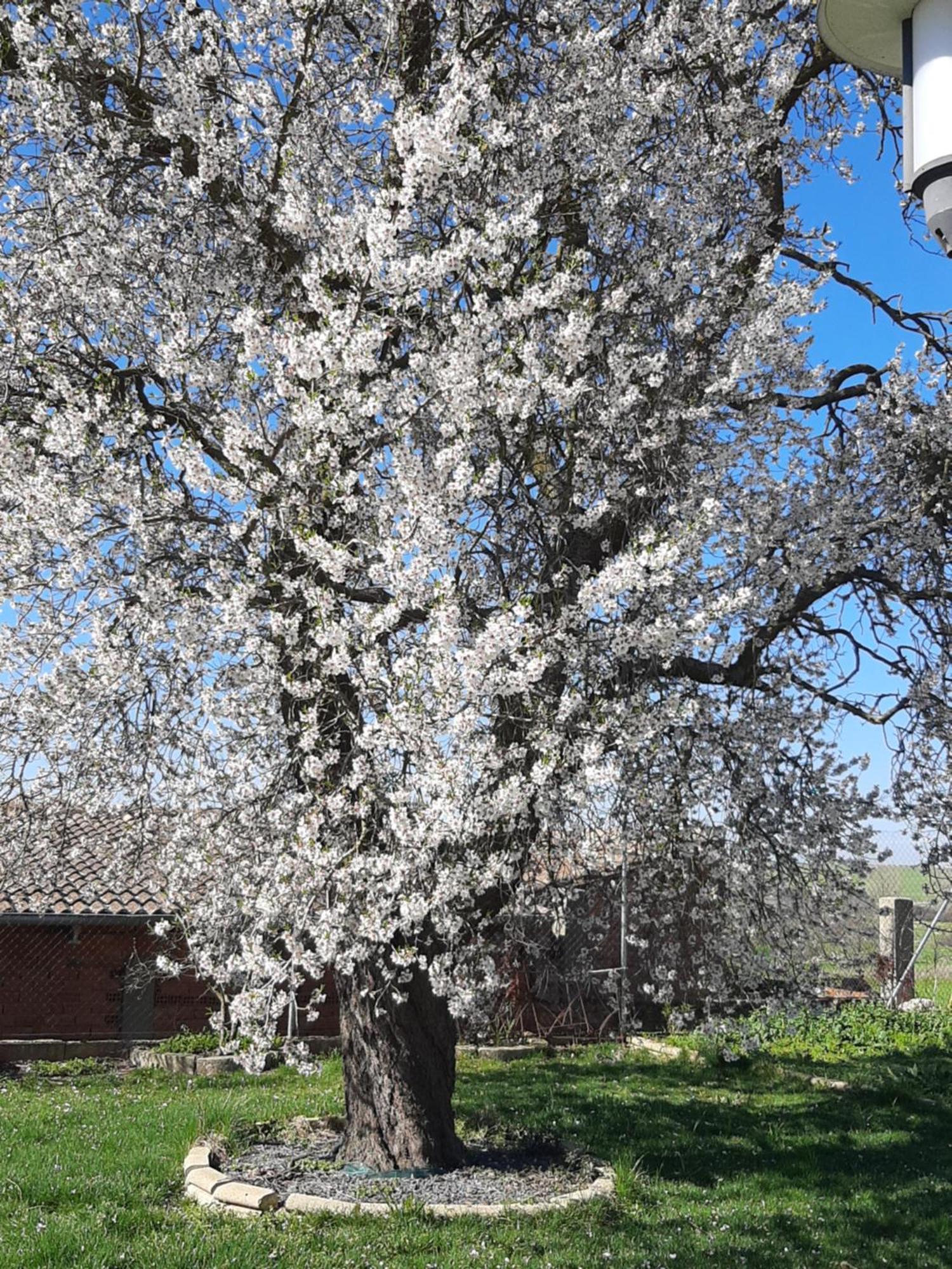 El Almendro Del Cura Villa Villarmayor  ภายนอก รูปภาพ